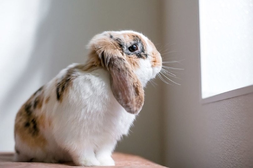 lop eared rabbit indoor