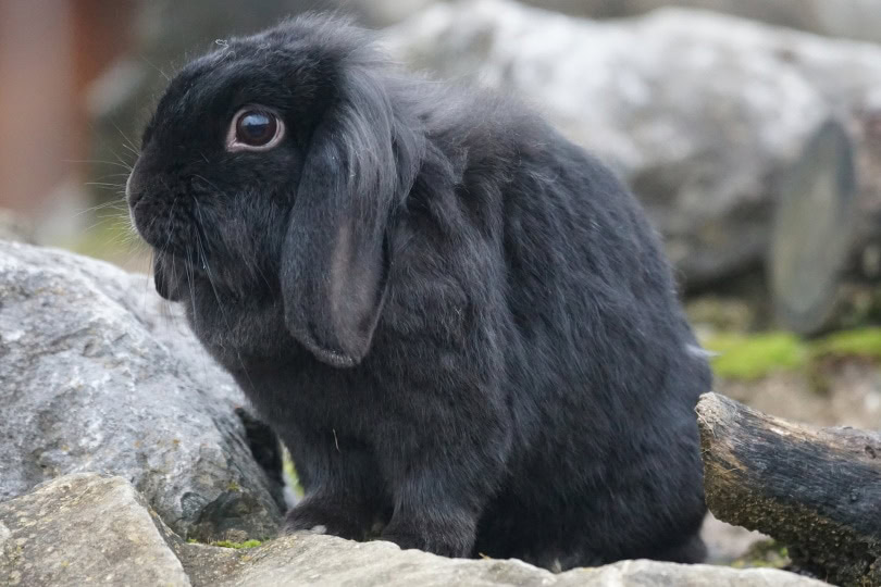 lop rabbit_Pixabay