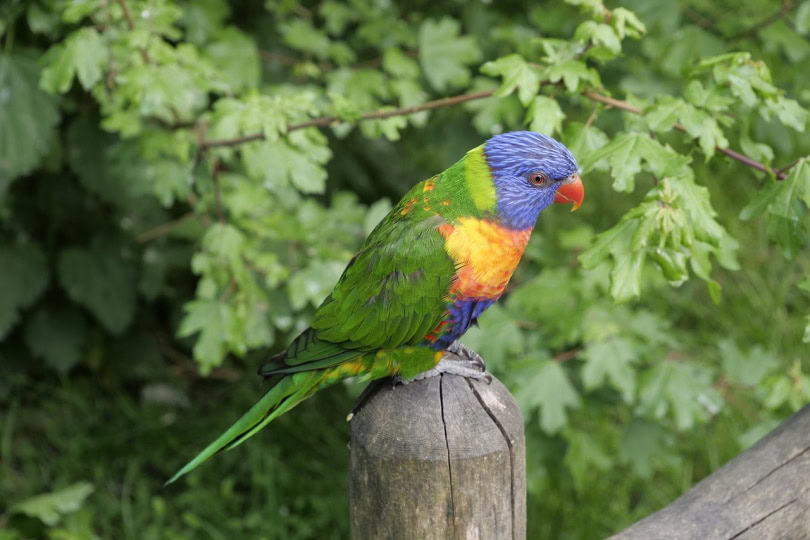 lorikeet standing on a post
