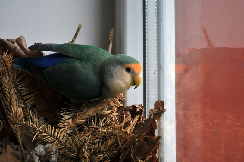 lovebird on nest