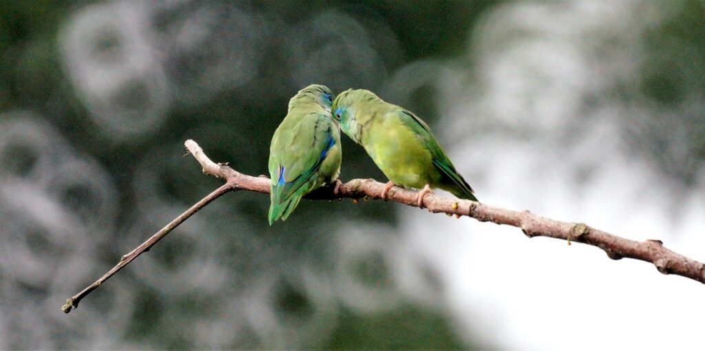 lovebirds