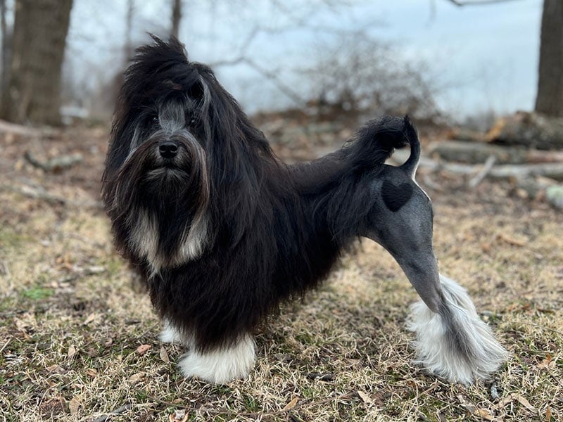 Löwchen dog standing on the river bank
