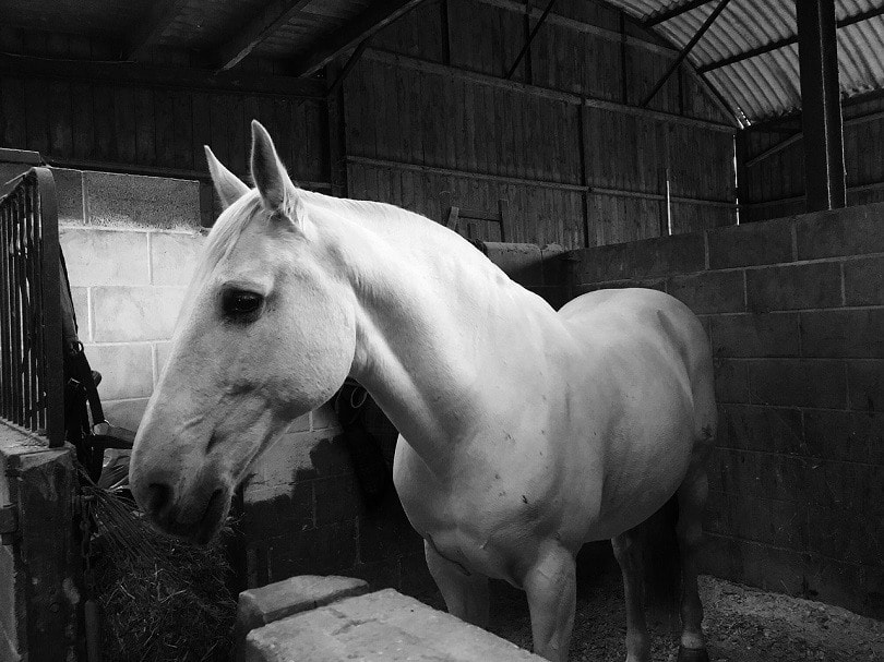lusitano-pixabay