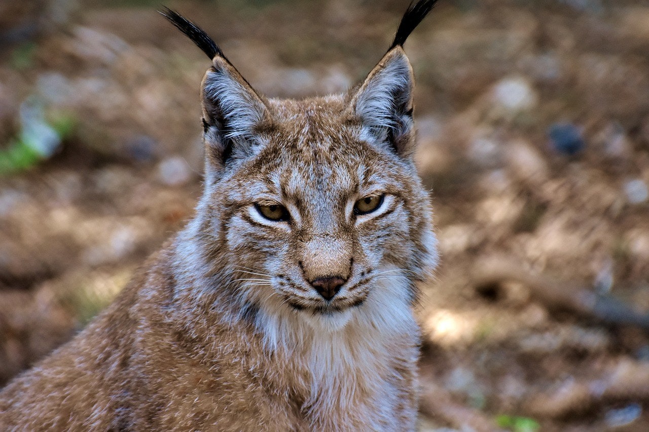 lynx 