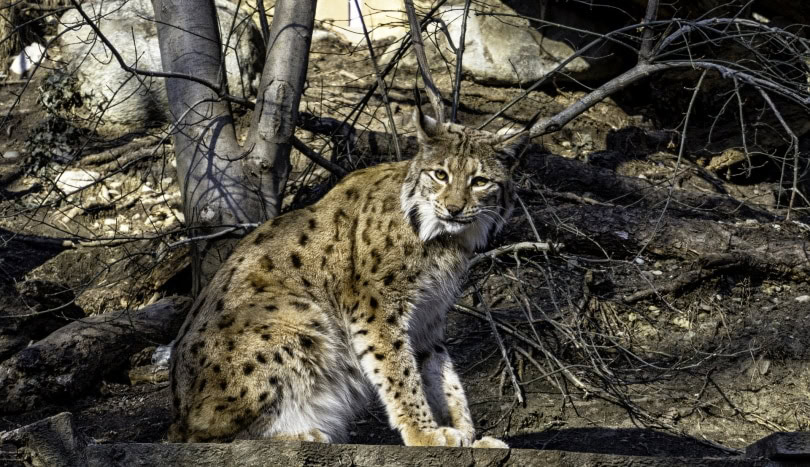 lynx cat sitting on wood