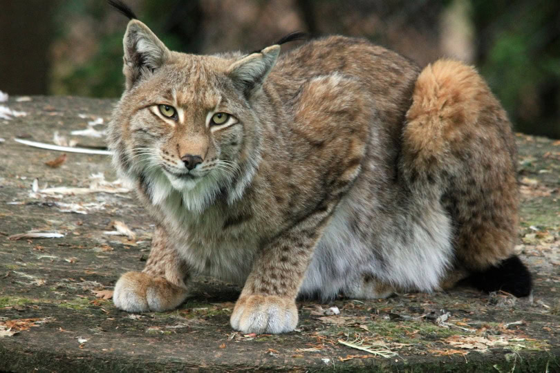 lynx cat