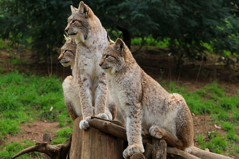 lynxes in wood