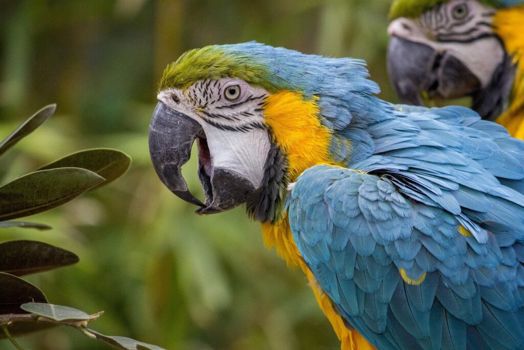Prognathism in a parrot
