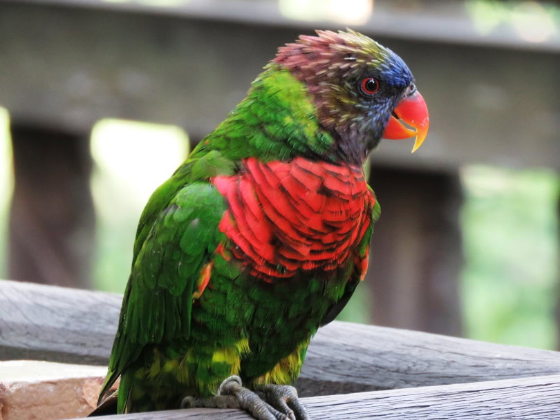 macaw parrot