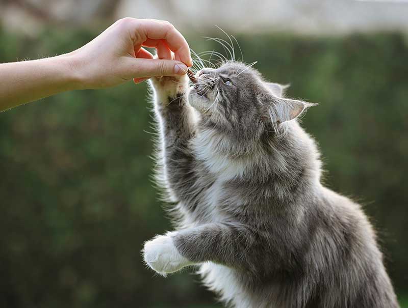 maine coon cat eating treats outside