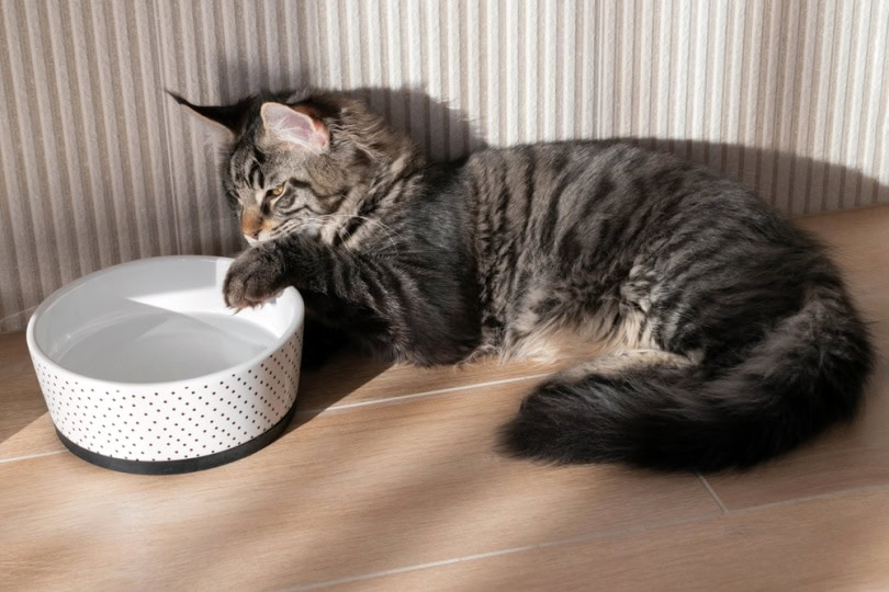 maine coon cat pawing its water bowl