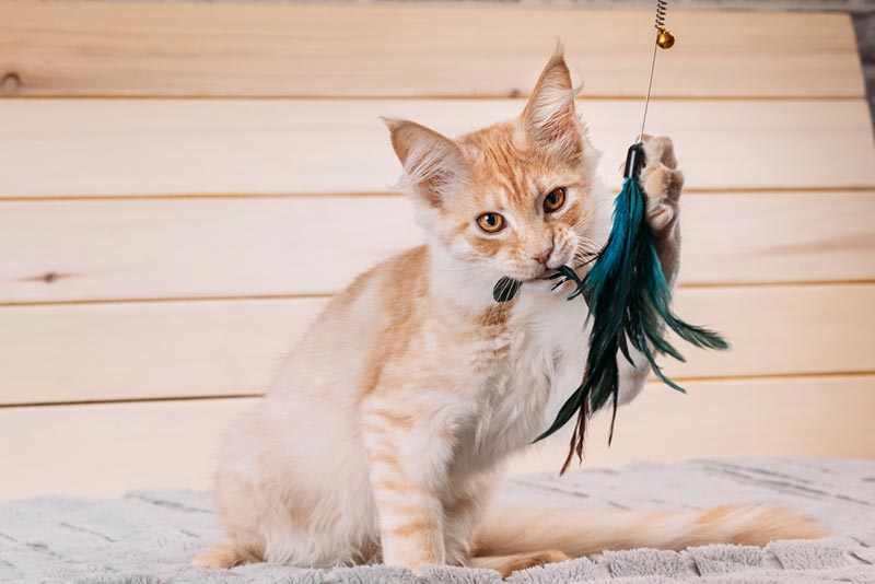 maine coon cat playing with toy at home