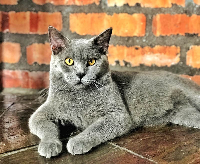 maine coon scottish fold mixed cat breed on the floor
