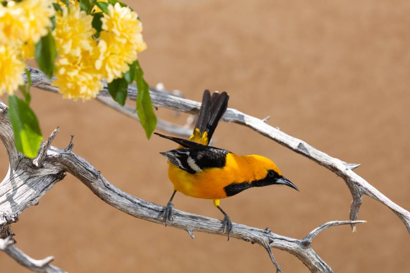 male Hooded Oriole is perched on a branch