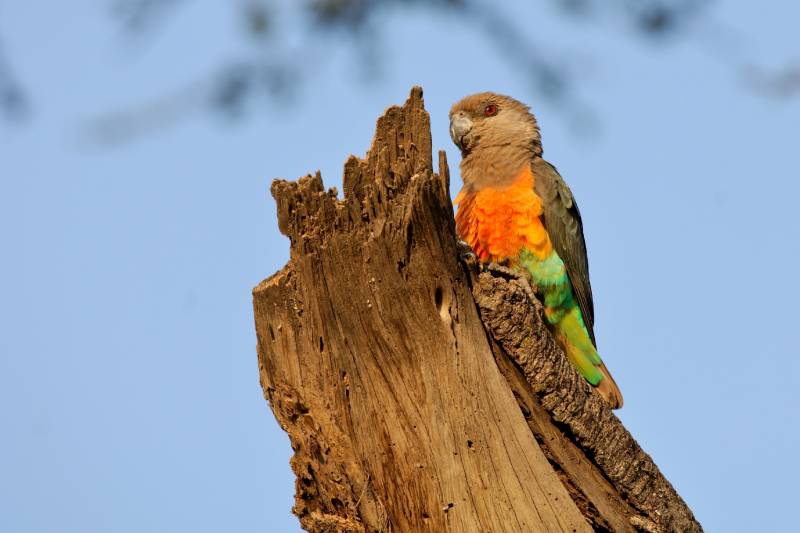 male Red-bellied Parrot on the tree