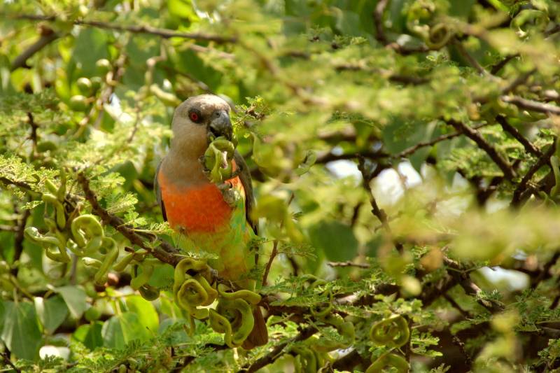 male Red-bellied Parrot