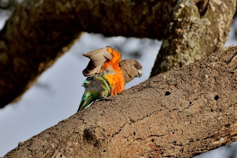 male Red-bellied Parrot