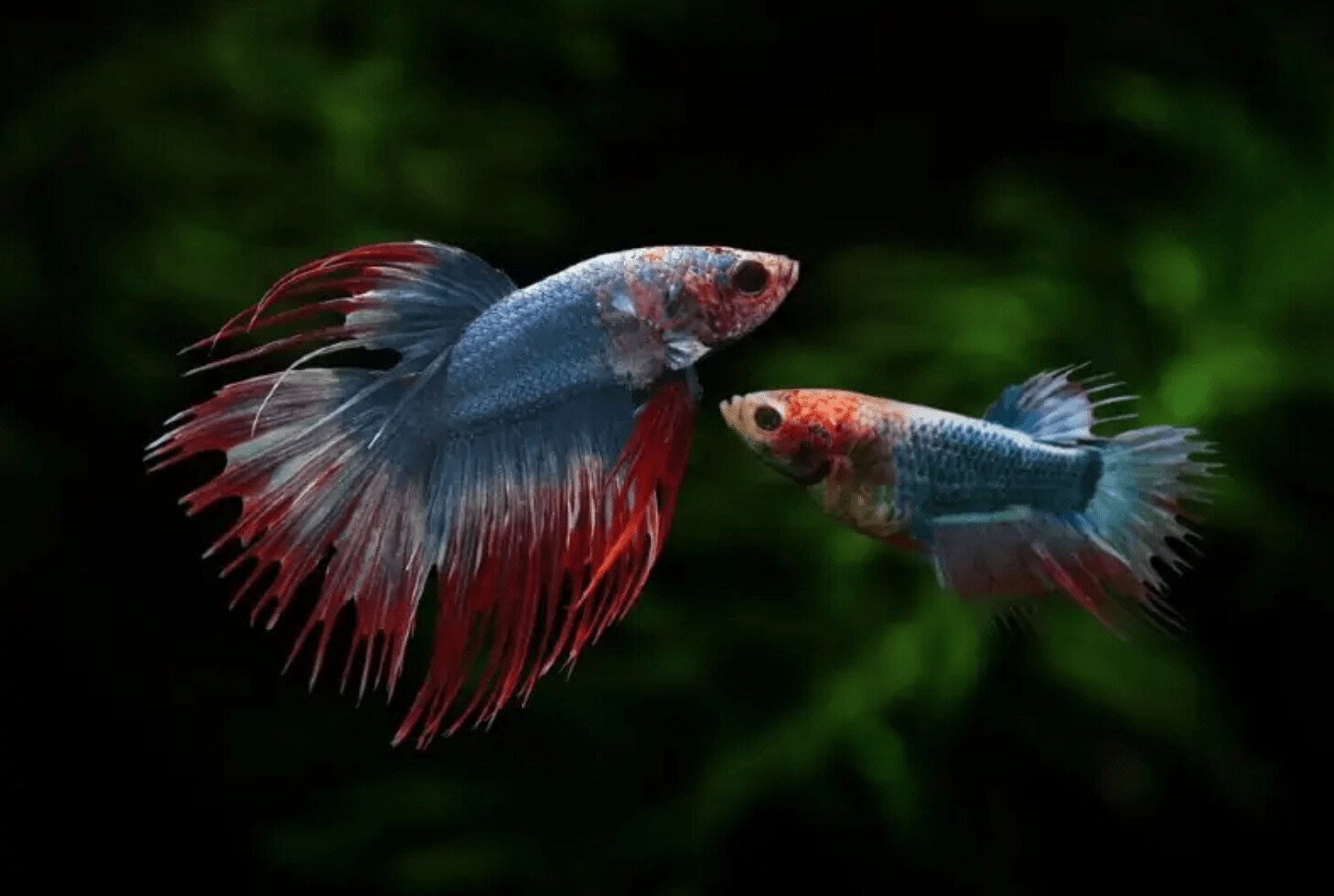 male and female betta