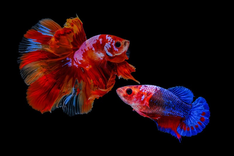 male and female betta