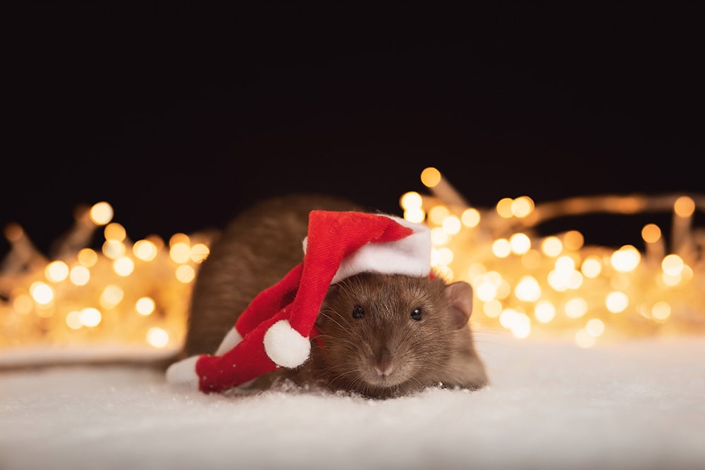 male burmese rat wearing santa hat
