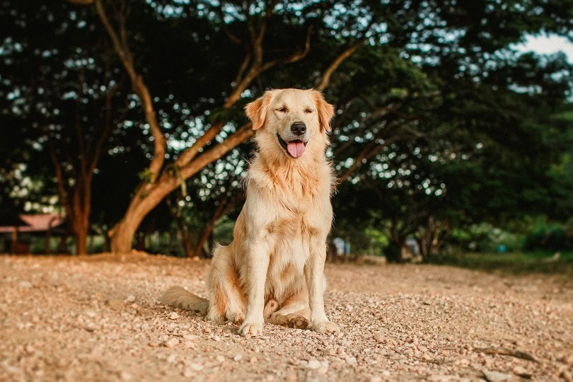 male-golden-retriever