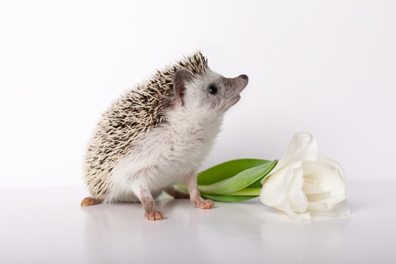 male hedgehog on white background