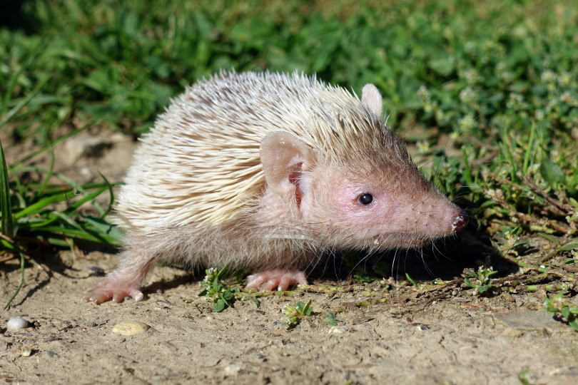male hedgehog
