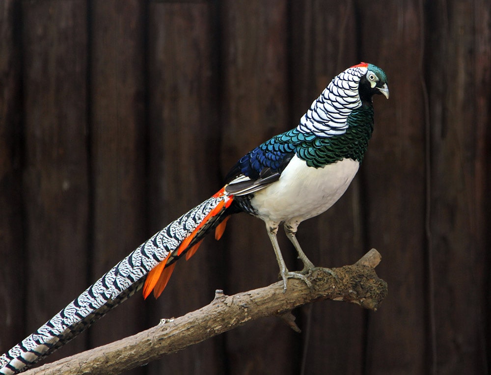 Male Lady Amherst's pheasant