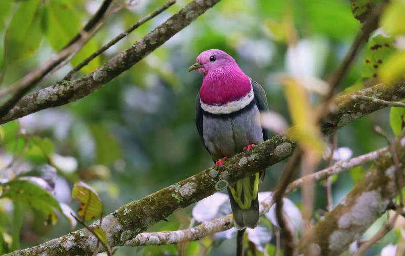 male of Pink headed Fruit