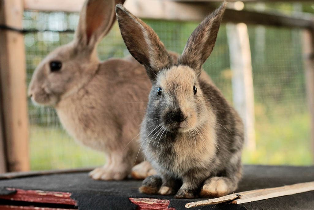 male rabbits in a cage