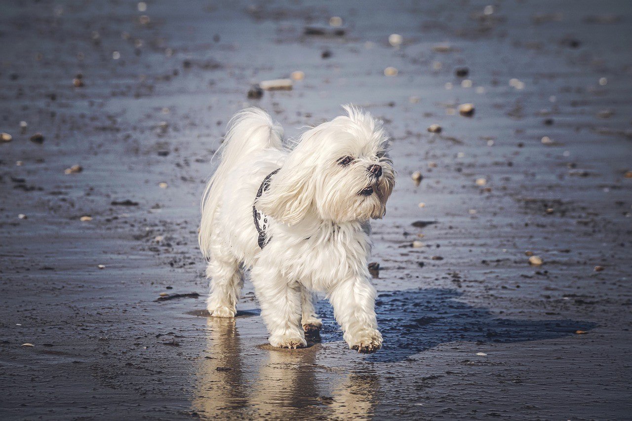 white maltese