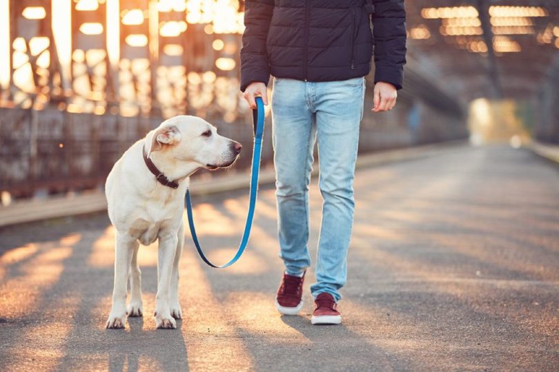 man walking dog
