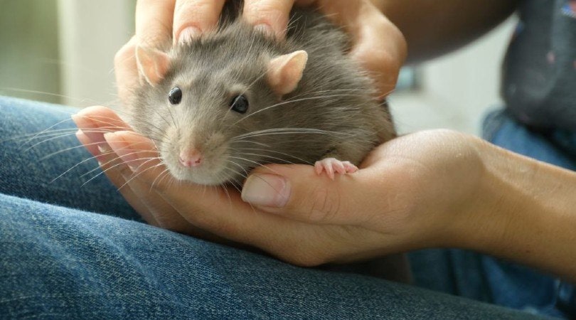 man bonding with a rat