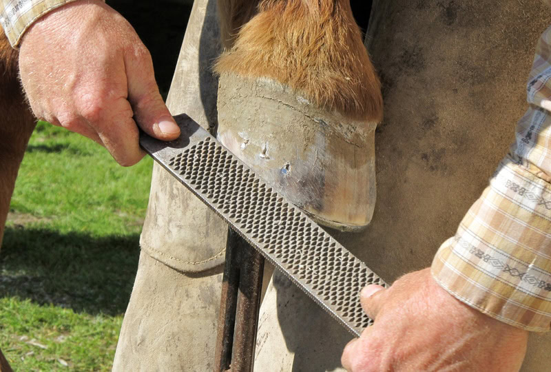 man cleaning horse hoove