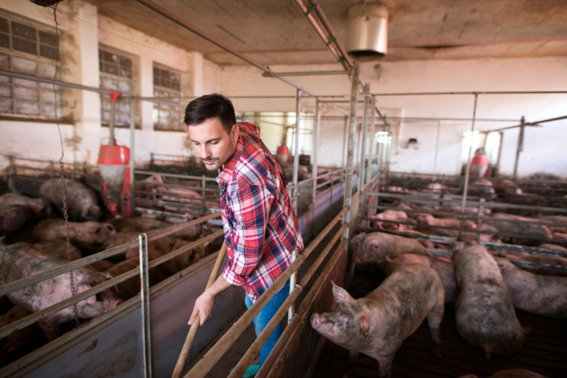 man cleaning pig pen