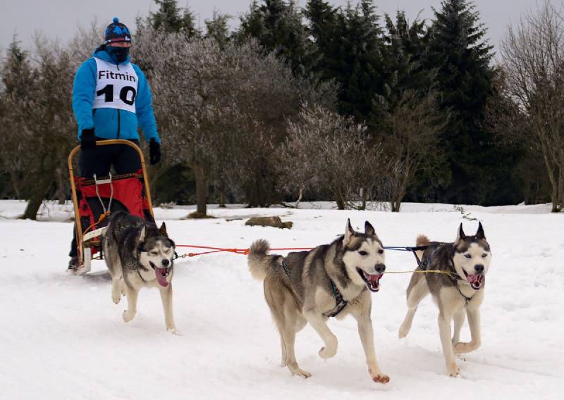 man dog mushing during winter