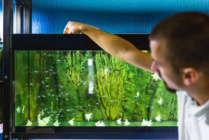 man feeding fish in tank
