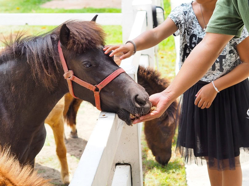 Tourist feeding Horse