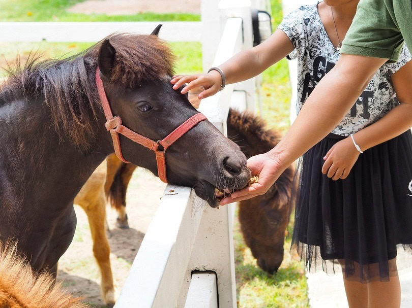 man feeding horse treat_touristgirl_shutterstock