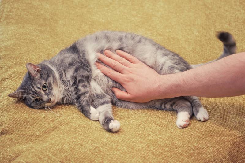 man hand strokes a cat on a sore stomach