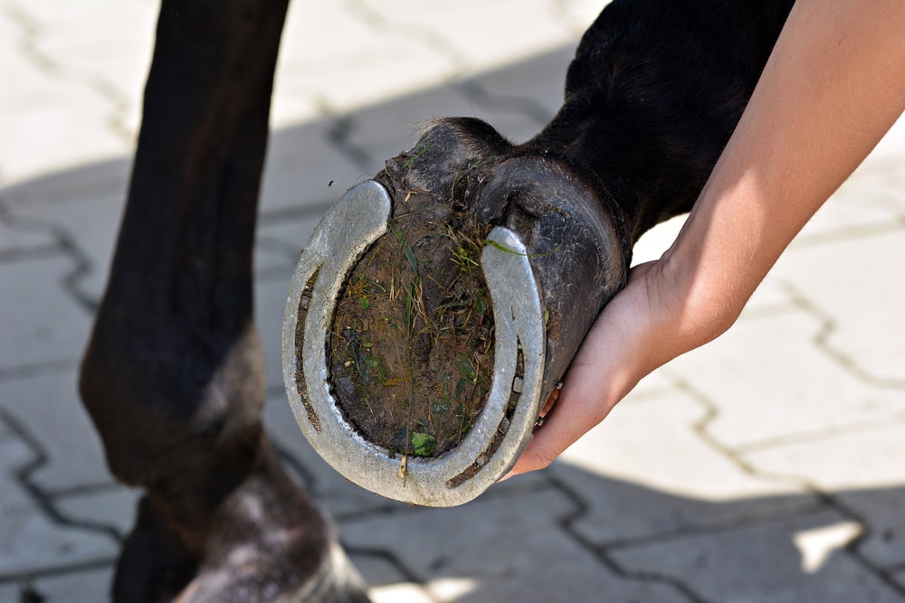 man holding horse hoof