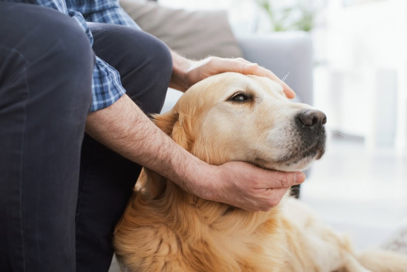 man petting his dog at home