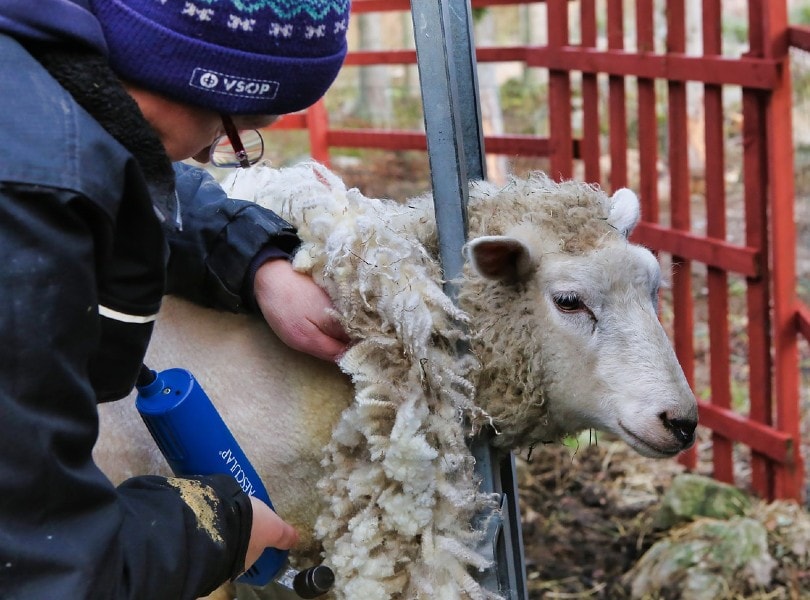 man shearing sheep at his barn