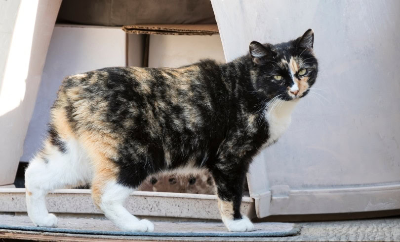 manx cat in the living room