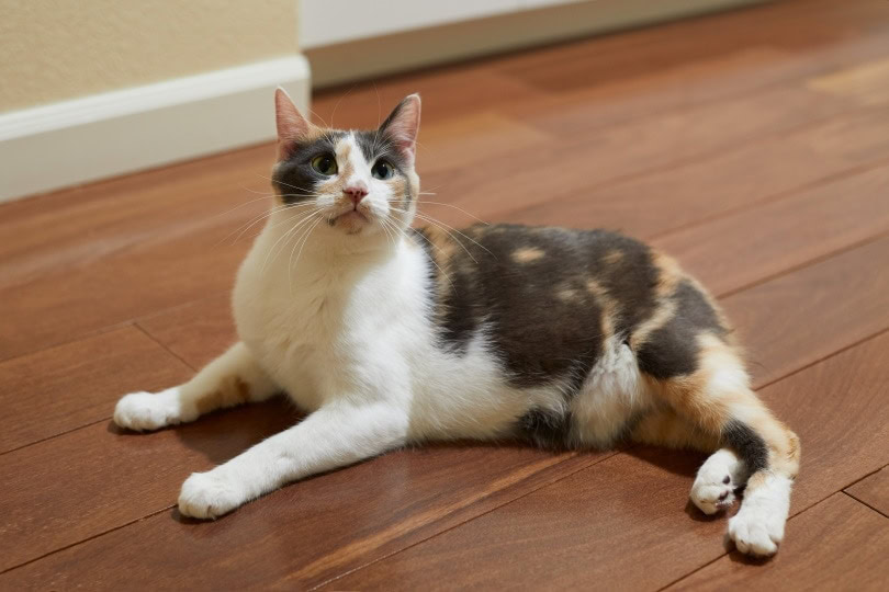 manx cat lying on the floor