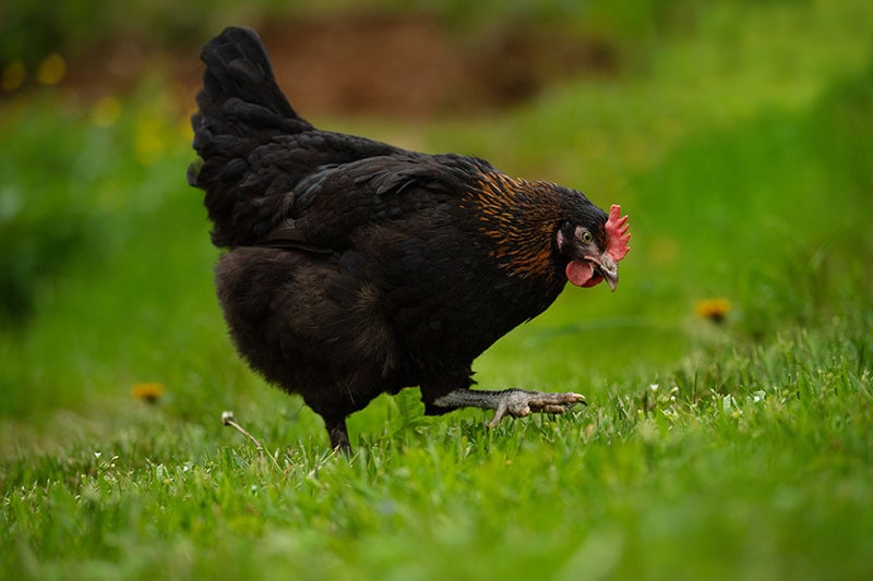 marans hen chicken in the meadow