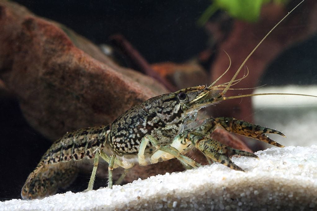 marbled crayfish pet