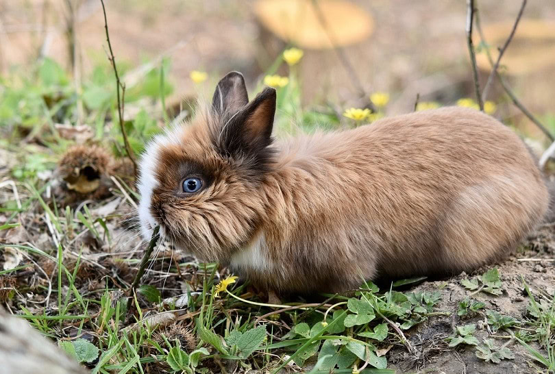 marbled eyes rabbit-pixabay