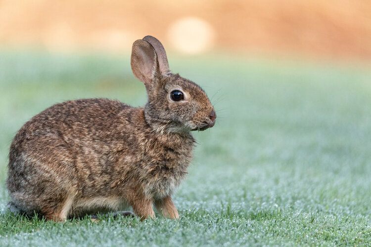 marsh rabbit