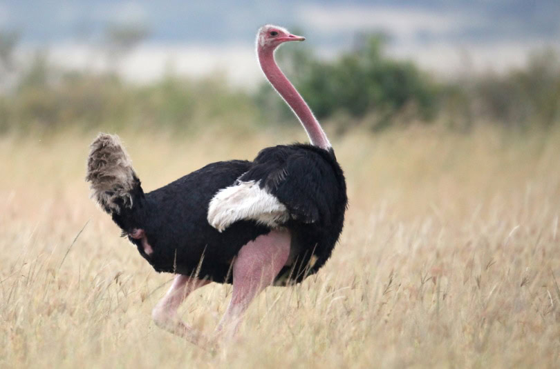 masai ostrich